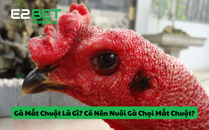 Gà Mắt Chuột Là Gì? Có Nên Nuôi Gà Chọi Mắt Chuột?